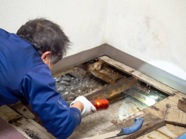 Best Residential Mold Removal  in The Homesteads, TX