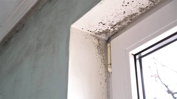 Best Mold Testing and Removal  in The Homesteads, TX