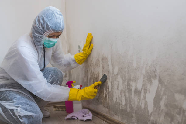 Best Fast Mold Removal  in The Homesteads, TX