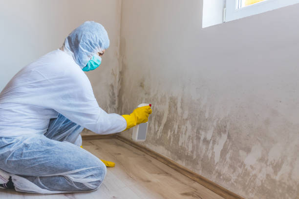 Best Local Mold Removal Service  in The Homesteads, TX