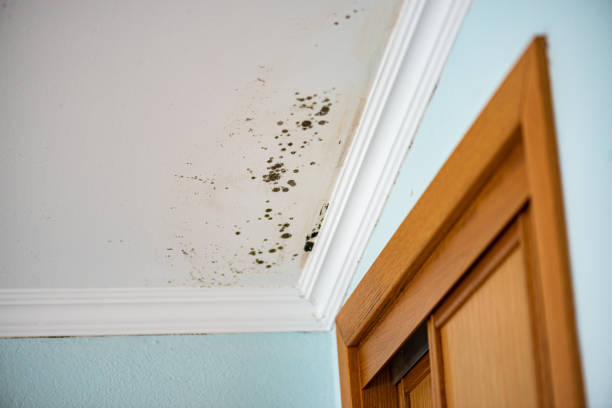 Water Damage Restoration in The Homesteads, TX