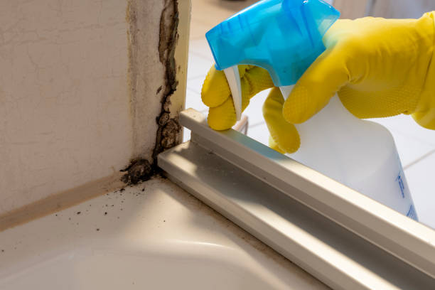 Best Black Mold Removal  in The Homesteads, TX