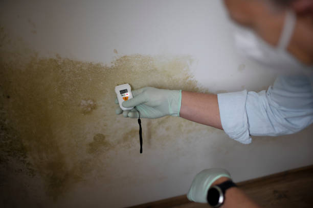 Best Commercial Mold Removal  in The Homesteads, TX