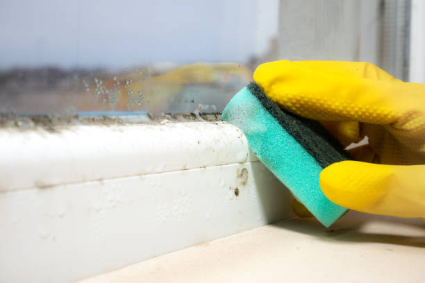 Best Mold Remediation  in The Homesteads, TX