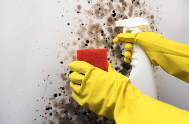 The Homesteads, TX Mold Removal Company