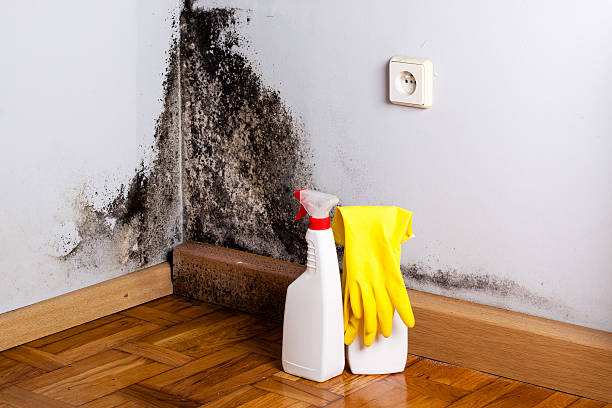 Best Certified Mold Removal  in The Homesteads, TX