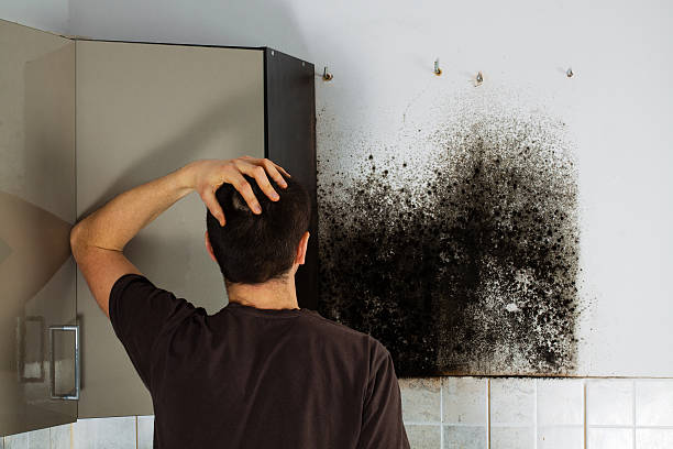 Best Mold Cleaning Services  in The Homesteads, TX