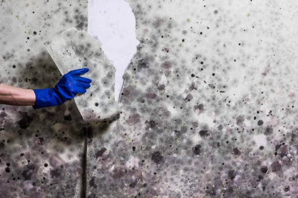 Best Crawl Space Mold Removal  in The Homesteads, TX