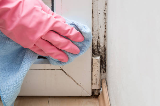 Office Mold Removal Services in The Homesteads, TX